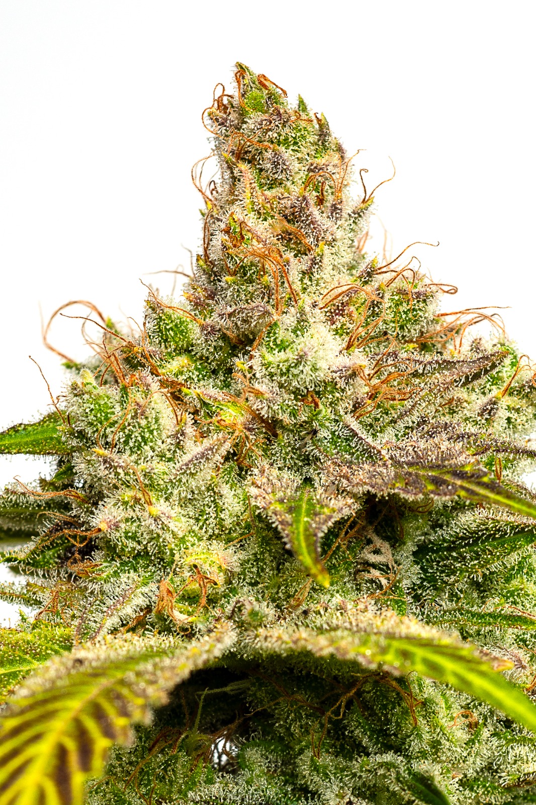 JYM's Blue Moon
