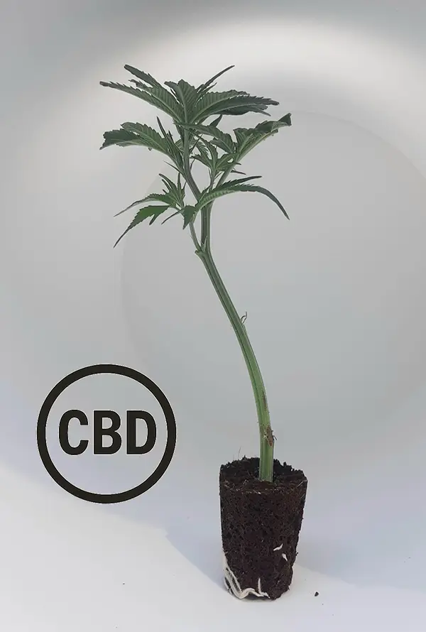 Amnesia CBD