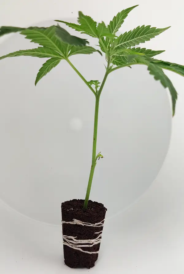 Critical Kush