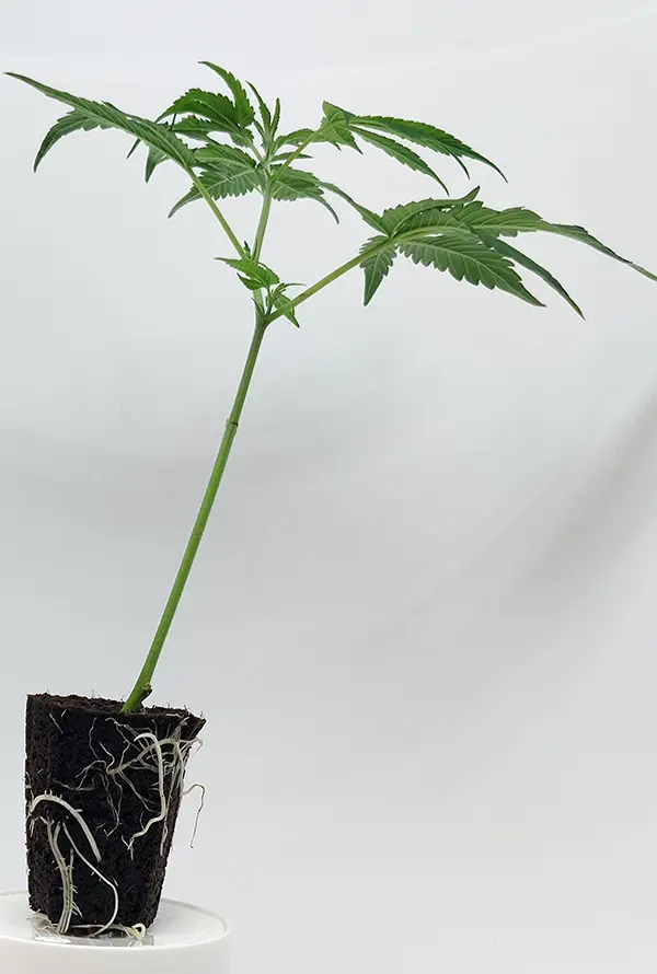 Big Bud