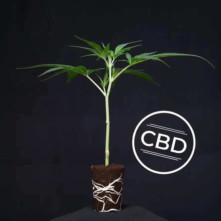 White Shark Zkittles (CBD)